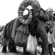 Illustration for article titled Photos of an elephant dressing up as the bantha from Star Wars